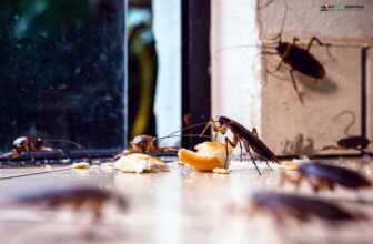 how to get rid of cockroaches in the kitchen
